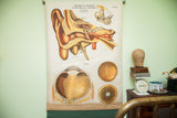Early 20th-century Frohse classroom chart showing anatomical diagrams of the eye and ear.