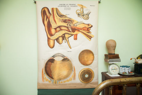 Rare Early 20th Century Vintage American Frohse Classroom Eye Ear Anatomical Chart Pulldown // ONH Item 1814