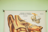 Title detail of the vintage American Frohse anatomical chart with inner ear illustrations.