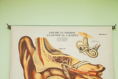 Rare Early 20th Century Vintage American Frohse Classroom Eye Ear Anatomical Chart Pulldown // ONH Item 1814 Image 3