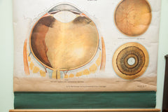 Rare Early 20th Century Vintage American Frohse Classroom Eye Ear Anatomical Chart Pulldown // ONH Item 1814 Image 4