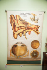 Rare Early 20th Century Vintage American Frohse Classroom Eye Ear Anatomical Chart Pulldown // ONH Item 1814 Image 5