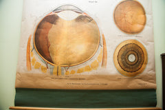 Rare Early 20th Century Vintage American Frohse Classroom Eye Ear Anatomical Chart Pulldown // ONH Item 1814 Image 7