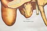 Detailed anatomical illustration labeled 