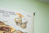 Angled detail of the American Frohse chart showing the internal ear illustration and mounting hardware.