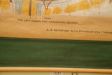 Publisher's mark A.J. Nystrom & Co. on a vintage anatomical eye chart with green stitched border.
