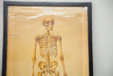 Detail of 19th century framed skeleton chart, skull on aged yellowed paper with top wear.