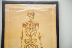 19th Century Skeleton Chart Framed // ONH Item 1881 Image 1