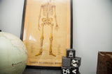 Lower section of Yaggy's Anatomical Study, with aged paper and handmade black frame.