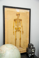 Lower view of antique framed anatomical skeleton chart, showing aged paper, leg bones.