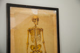 Detail of framed 19th century skeleton chart showing skull, aged paper, and top edge wear.