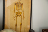 Left edge of 19th century skeleton chart in black frame, showing yellowed paper.