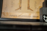 Aged paper and 1885 copyright on Yaggy's Anatomical Study framed chart.