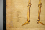 Close-up: gold-toned skeleton feet, aged paper with index text, black frame edge.