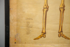19th Century Skeleton Chart Framed // ONH Item 1881 Image 8