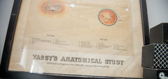 19th Century Yaggy's Anatomical Chart of the Brain // ONH Item 1882 Image 3