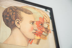 19th Century Yaggy's Anatomical Chart of the Brain // ONH Item 1882 Image 7