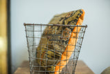 Close-up of vintage Fred Medart gym locker wire basket showing original '231' number tag.
