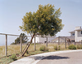 Leaning Tree color photograph by Joe Farrell captures a braced tree against a suburban landscape.