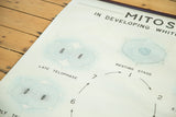 Subdued sky blue cells illustrating mitosis on a vintage 1960s science chart.