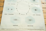 Lower left detail of 1963 mitosis chart showing Anaphase, Early Telophase, and Welch publisher.