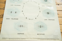 Vintage Classroom Pull Down Science Chart of Mitosis // ONH Item 2011 Image 3
