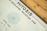 Vintage classroom chart detail: 'Mitosis in Developing Whitefish Egg' title and sky blue cell.