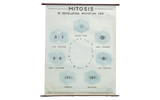 Vintage classroom pull-down chart of mitosis with white, sky blue, and black diagrams, 42x50.