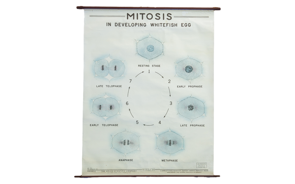 Vintage Classroom Pull Down Science Chart of Mitosis // ONH Item 2011