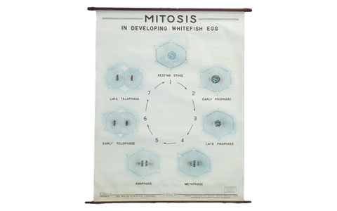 Vintage Classroom Pull Down Science Chart of Mitosis // ONH Item 2011