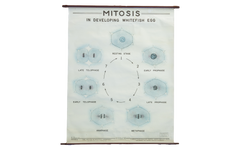 Vintage Classroom Pull Down Science Chart of Mitosis // ONH Item 2011