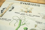 Vintage 1940s pull down science chart, 