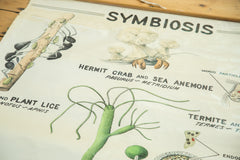 Vintage 1940s Pull Down Science Chart of Symbiosis // ONH Item 2012 Image 1