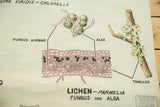 Vintage 1940s symbiosis chart diagram of Lichen Parmelia fungus and alga. Visible paper creases.
