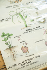 Vintage 1940s science chart detail: clover plant roots, nitrogen-fixing bacteria diagrams.