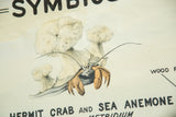 Vintage 1940s symbiosis chart detail: orange hermit crab, white sea anemones, paper creases.