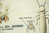 Vintage 1940s symbiosis chart detail: hermit crab, wood particles diagram, and termite.
