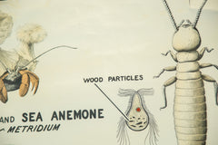 Vintage 1940s Pull Down Science Chart of Symbiosis // ONH Item 2012 Image 5