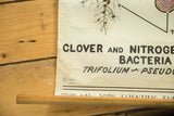Close-up of the 1947 vintage science chart showing copyright, publisher details, and creases.