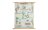 Vintage 1940s pull down science chart depicting symbiosis, plants, ants, and hermit crab.