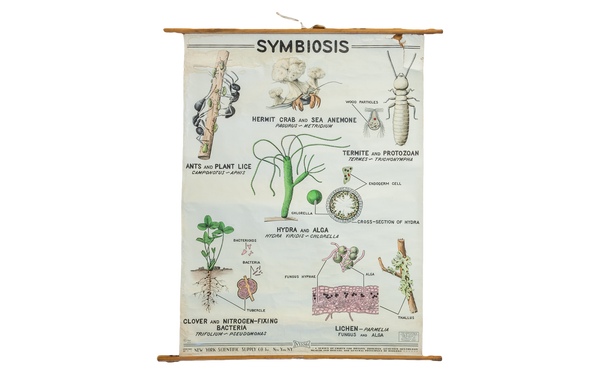 Vintage 1940s Pull Down Science Chart of Symbiosis // ONH Item 2012