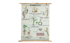Vintage 1940s Pull Down Science Chart of Symbiosis // ONH Item 2012