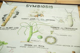 Detail of vintage 1960s pull down symbiosis chart, featuring hermit crab and termite.