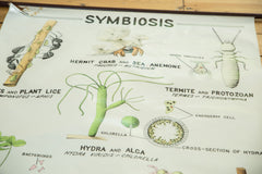 Vintage 1960s Pull Down Science Chart of Symbiosis // ONH Item 2013 Image 1