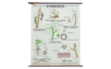 Vintage 1960s pull-down chart illustrating symbiosis with scientific plant and animal graphics.