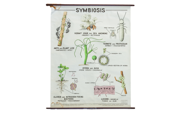 Vintage 1960s Pull Down Science Chart of Symbiosis // ONH Item 2013