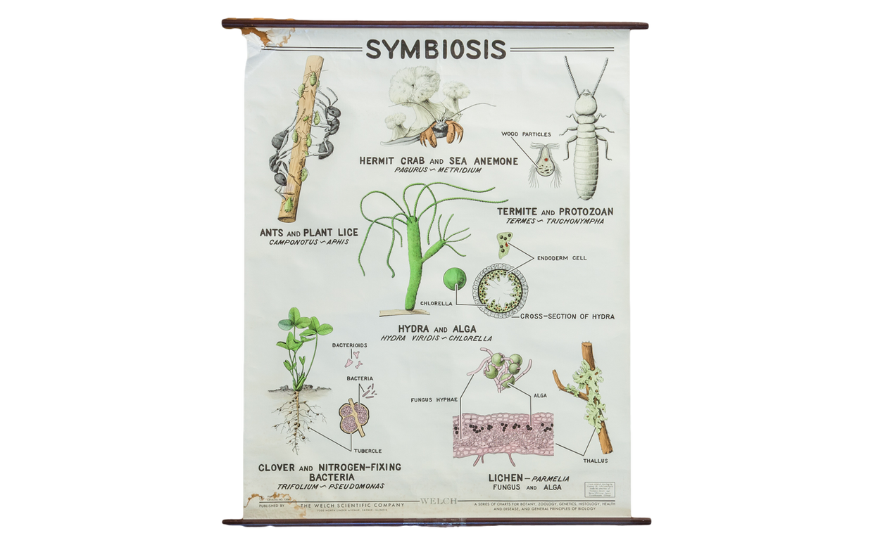 Vintage 1960s Pull Down Science Chart of Symbiosis // ONH Item 2013