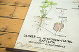 1968 science chart bottom with 'Clover and Nitrogen-Fixing Bacteria' text and brown staining.