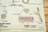 Vintage 1960s science chart illustrating lichen, fungus, alga, and bacteria symbiosis.