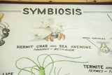 Section of vintage 1960s Symbiosis chart with hermit crab and sea anemone.